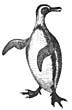 penguin.jpg (5111 bytes)